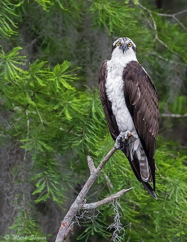 Osprey Intensity