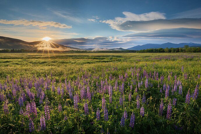 Lupines%20(1%20of%203)