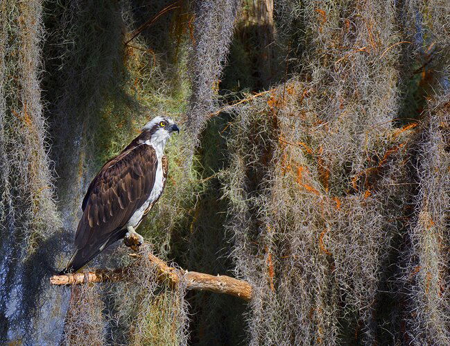 Osprey%20on%20Mossy%20Tree