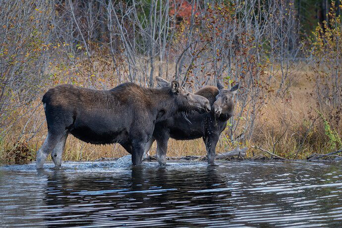 Moose%20Mom%20and%20calf%20(1%20of%201)