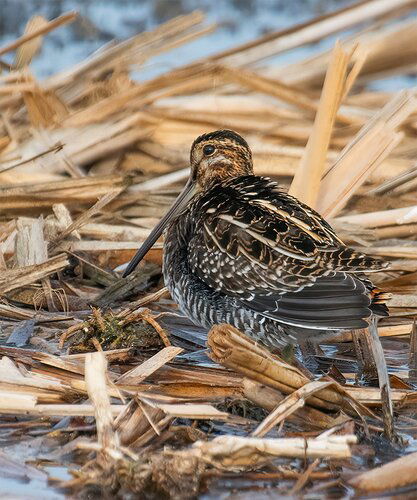 SNIPE