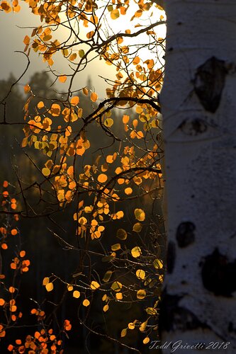 Illumination_Unframed