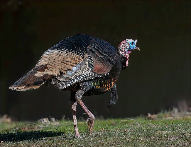 Walkingturkey