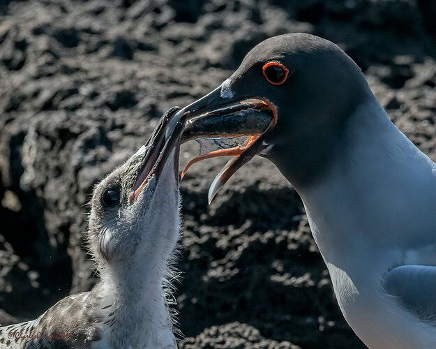 Swallow-tailed-Gulls_Oh-Boy_Lunch_%231_CMG7712