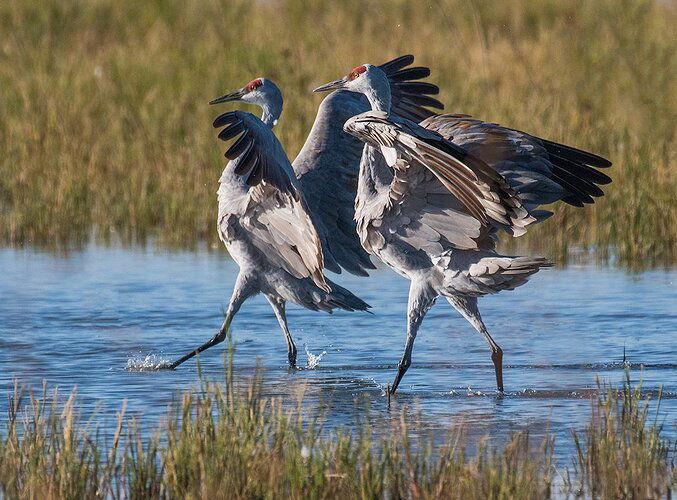 Sandhills