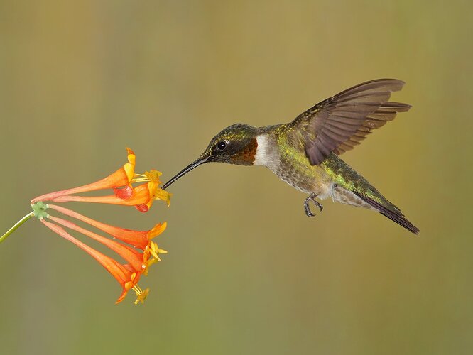 2019%20Hummer%20Visiting%20Honeysuckle