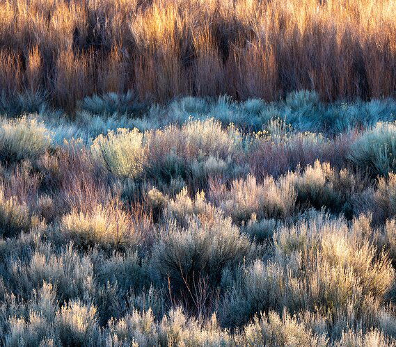 Bishop-Sunrise-Plants3-Facebook