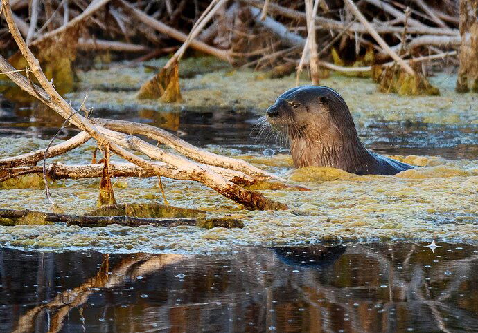 River%20Otter%201-RSandor_2018_09_27_7964