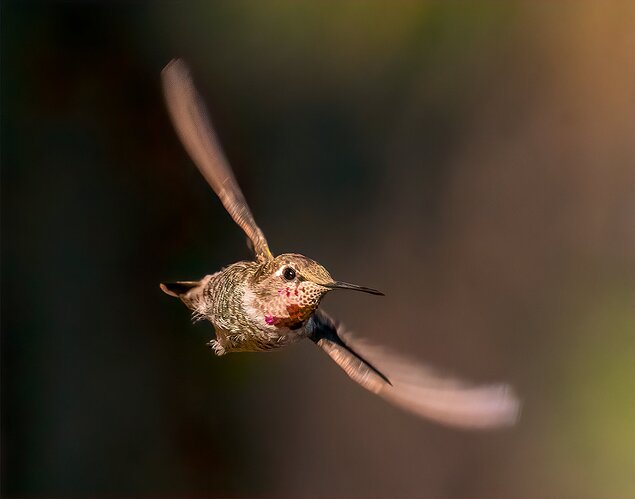 hummer2 copy