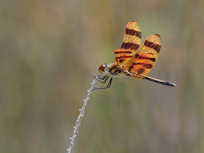 Halloween%20Pennant%20Dragonfly%20-%20NPN%203