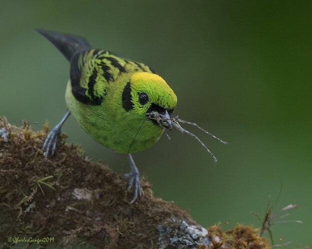 Emerald-Tanager_Cricket_CMG8338-copy