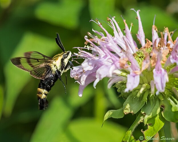 Snowberry%20Clearwing%20Moth
