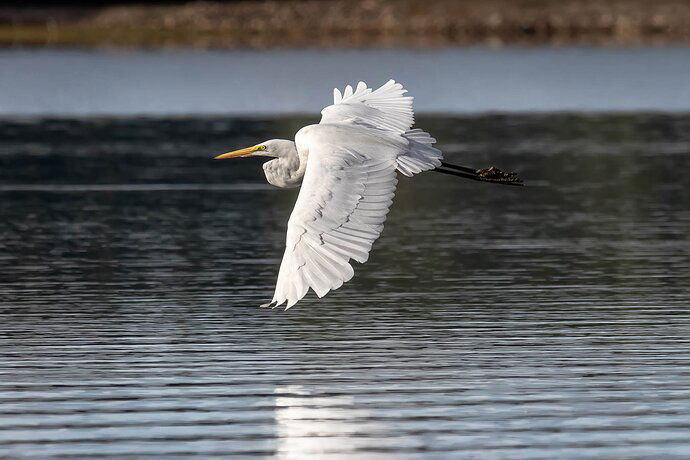 Great%20White%20Egret%20in%20Flight