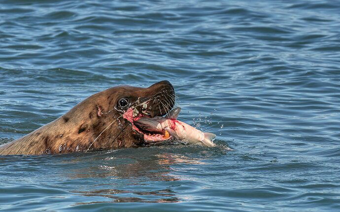 Scarface Scores a Salmon