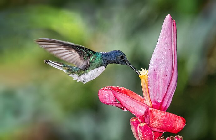 White-necked-Jacobin-copy-2