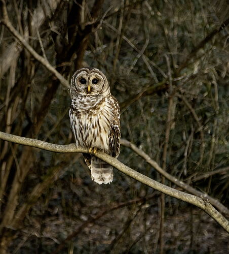 BAROWL5873