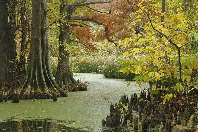 Cypress Swamp in Autumn