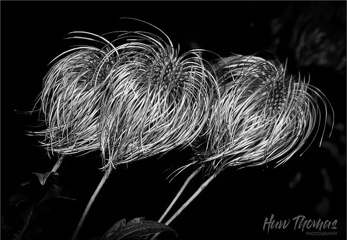 Original - Clematis 20261018-DSC06677-Edit.jpg