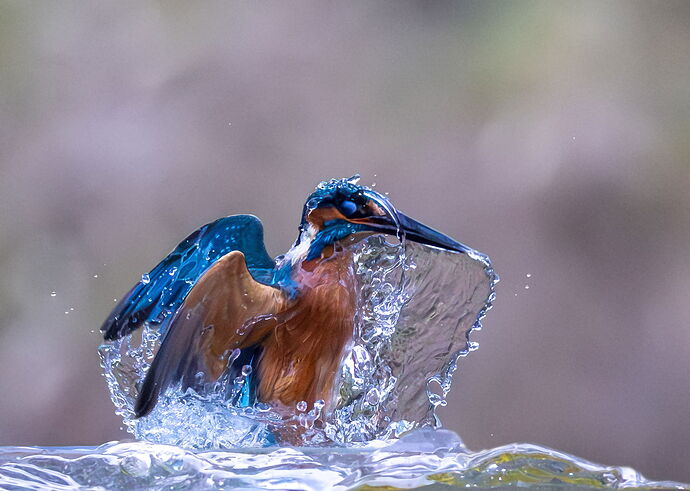Kingfisher emerging 2025_1920.jpg