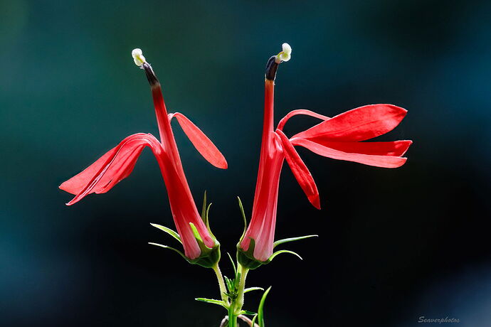 Cardinal Flower #2.jpg