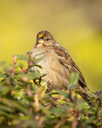 Golden-Crowned Sparrow-5755