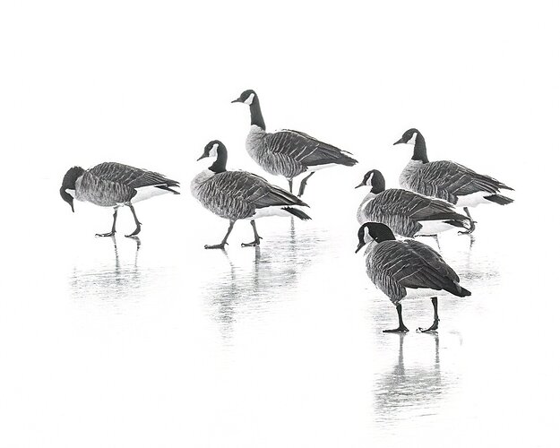 Geese on thin ice.