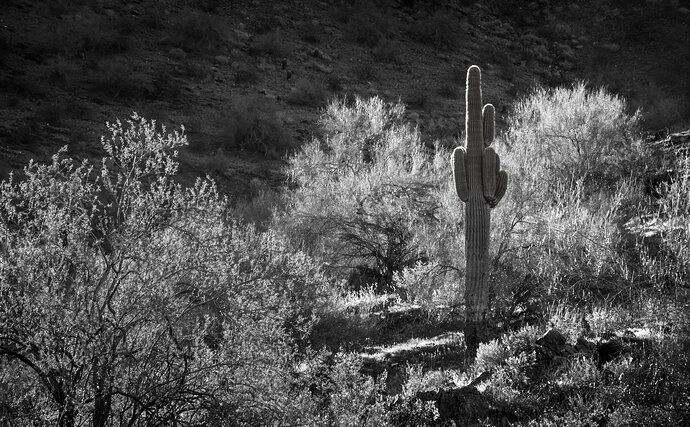 Saguaro bw rev 040424c