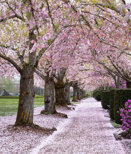 Pink Pathway