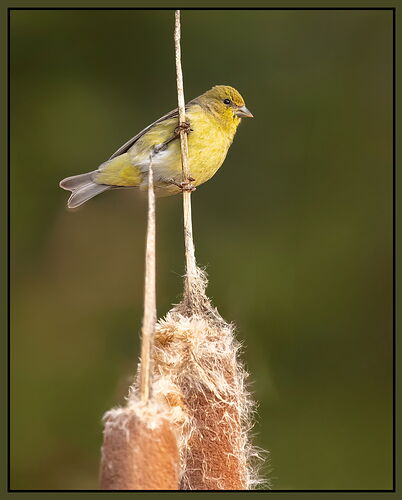 Lesser Golfinch1-NPN.jpg