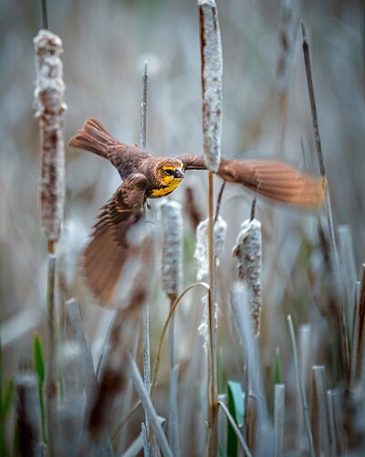 20240602-birds-44.jpg