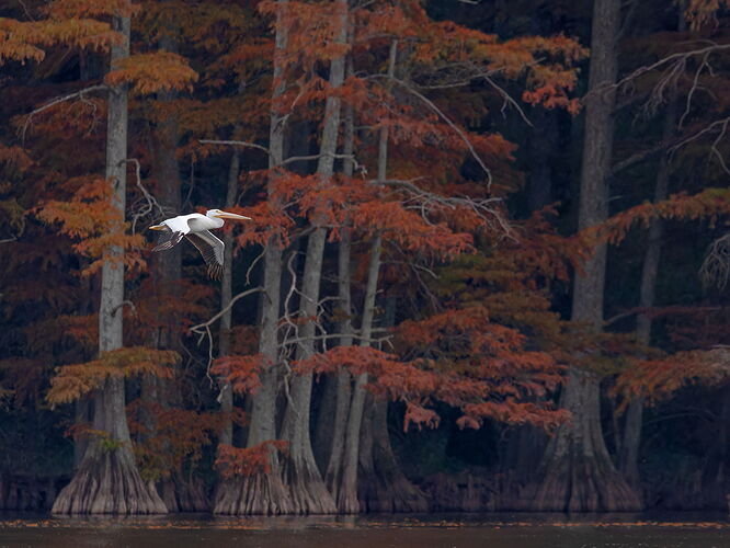 White Pelican 3a