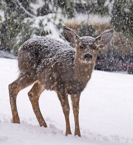 Frosty Fawn