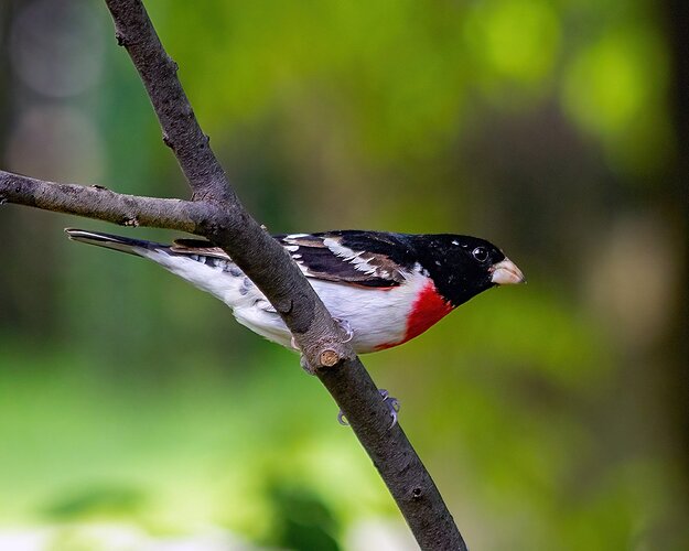 Rose-breasted Grosbeak, Male