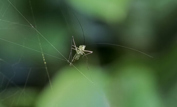 On the High Wire.jpg