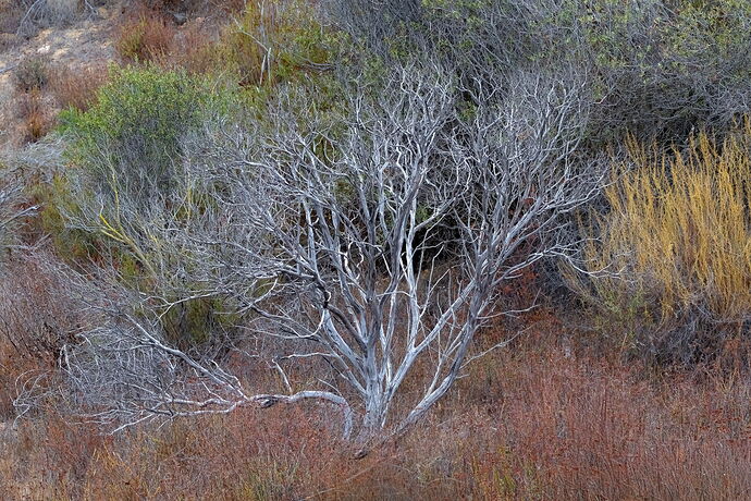 Manzanita before red saturation.jpg