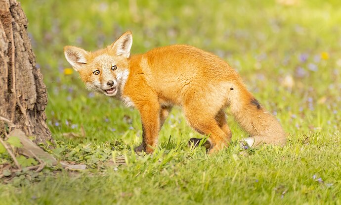 Red Fox Kit and Bee