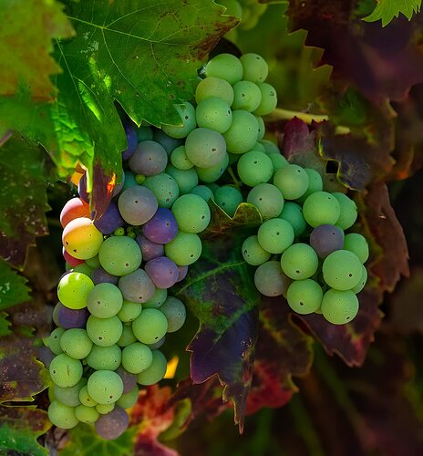 _RLS2501 Sunlit Zinfadel NPN