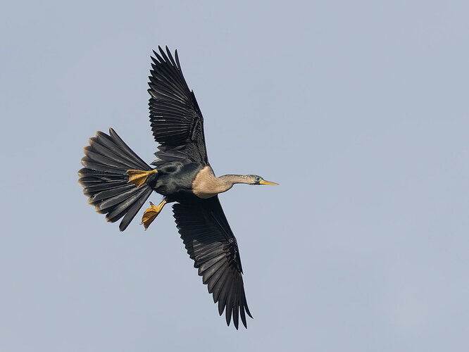 Anhinga 6.jpg
