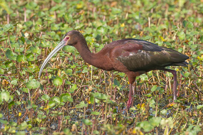 White-faced Ibis 4