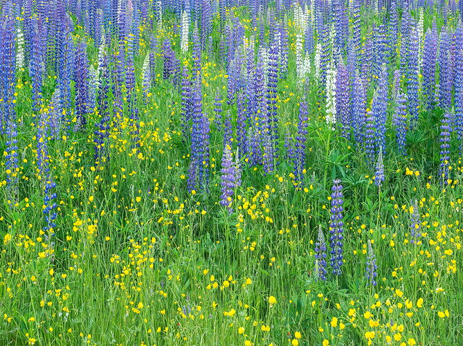 Original - Wildflower stack-3 copy 11 x 16 print copy.jpg