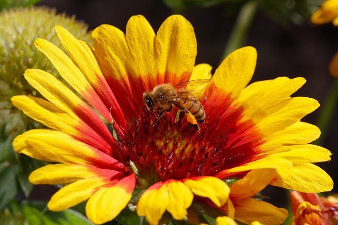 20201104-Insects-9297_Luminar4-edit