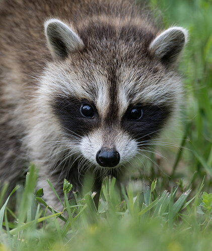 Original - BabyRaccoon.jpg
