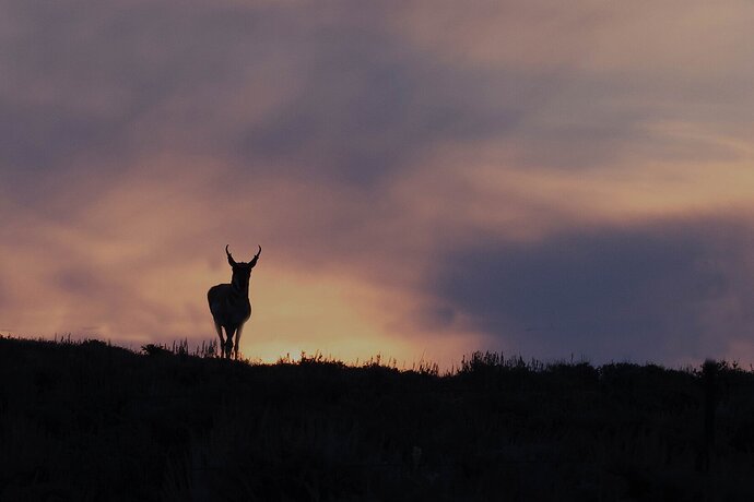 Pronghorn sunrise