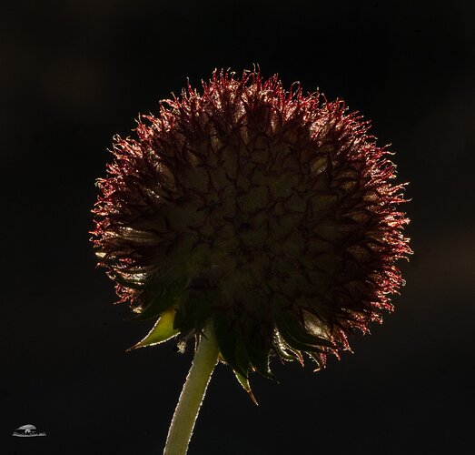 -20230906-_7R41717-Blanket Flower-Edit.jpg