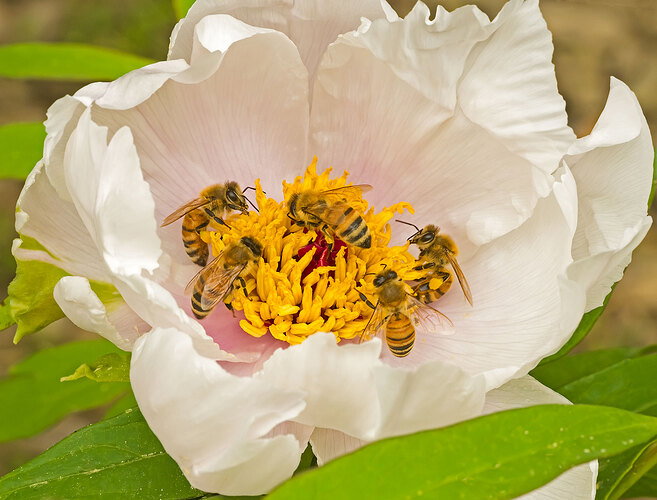 P4308733-Edit.jpg