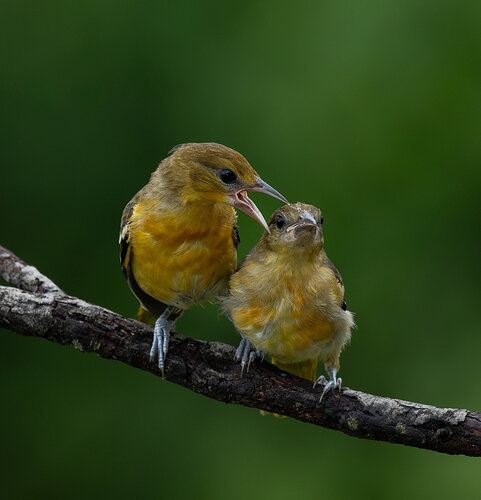 Original - OrioleToughLove.jpg