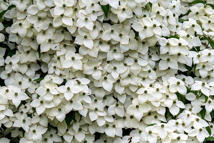 Cornus kousa (kousa dogwood)