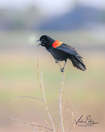 DSC_3410-Edit.jpg