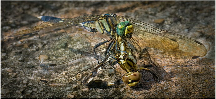 Dragonfly-Dominance.jpg