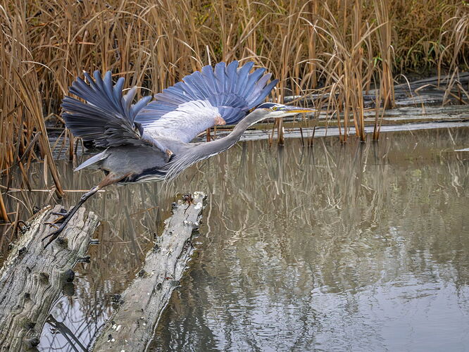 Heron Flight.jpg
